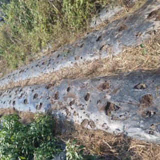 초록하늘별님의 배추 · 영농일지 작성글 사진