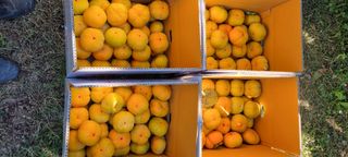 감자16674님의 감 · 영농일지 작성글 사진