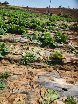 김저팔계님의 배추 · 영농일지 작성글 사진