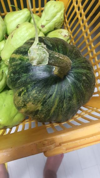 김재량 가을이야.님의 기타작물 · 영농일지 작성글 사진