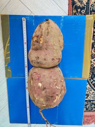 장산님의 고구마 · 영농일지 작성글 사진