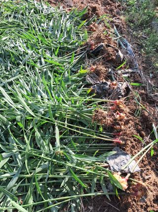 노재영님의 기타작물 · 영농일지 작성글 사진