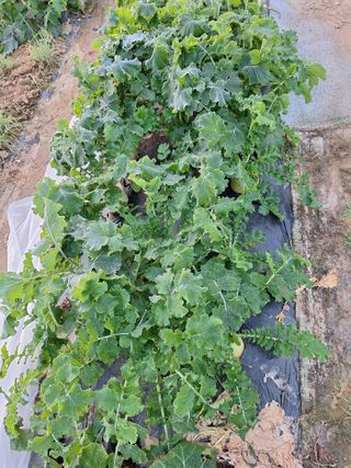 코알라님의 기타작물 · 영농일지 작성글 사진