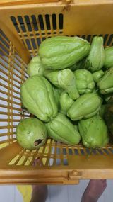 팜모닝 기타작물·영농일지 게시글 이미지