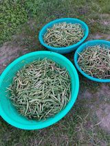 팜모닝 기타작물·영농일지 게시글 이미지