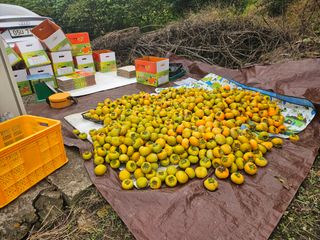 장산님의 감 · 영농일지 작성글 사진