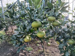 라이온3241님의 귤 · 영농일지 작성글 사진