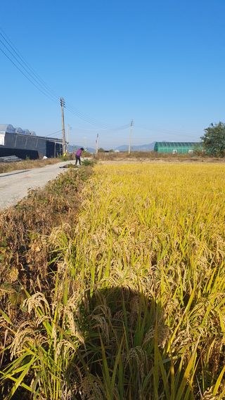 김광신님의 기타작물 · 영농일지 작성글 사진