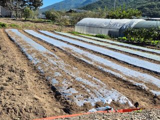 김명웅님의 마늘 · 영농일지 작성글 사진