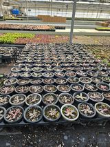 팜모닝 기타작물·영농일지 게시글 이미지