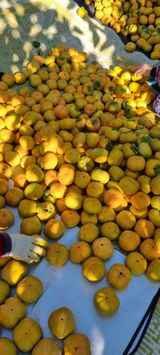 팜모닝 감·영농일지 게시글 이미지