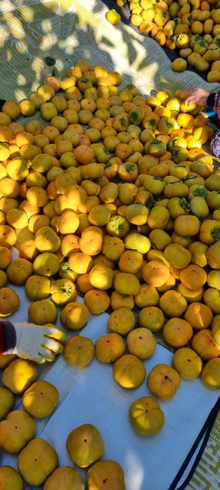 감자16674님의 감 · 영농일지 작성글 사진