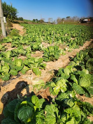 김저팔계님의 배추 · 영농일지 작성글 사진