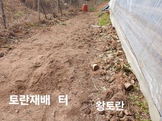 안승호님의 들깨 · 영농일지 작성글 사진