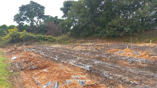 인생TV님의 마늘 · 영농일지 작성글 사진