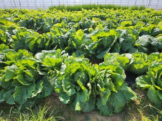 노복우님의 기타작물 · 영농일지 작성글 사진