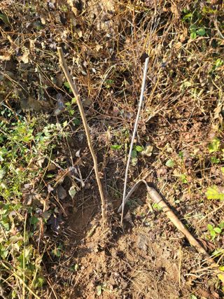 서성환님의 기타작물 · 영농일지 작성글 사진