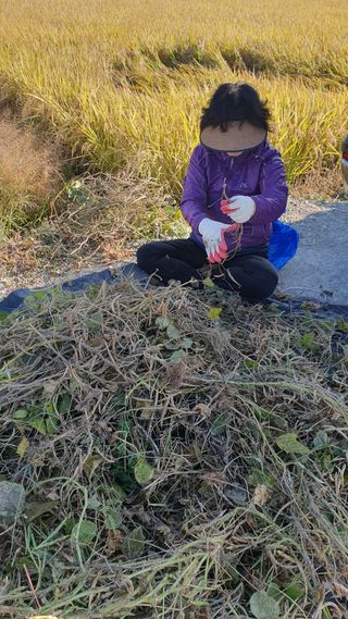 김광신님의 기타작물 · 영농일지 작성글 사진