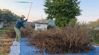 한내님의 들깨 · 영농일지 작성글 사진