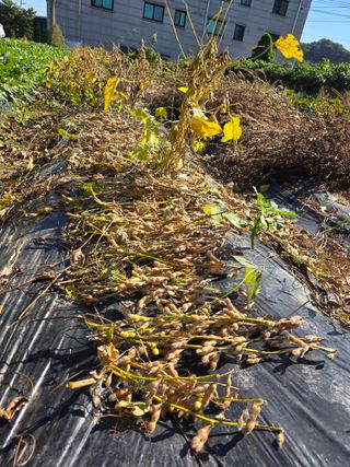 이진기님의 파 · 영농일지 작성글 사진