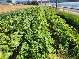 노복우님의 기타작물 · 영농일지 작성글 사진