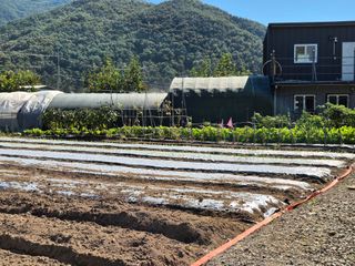 김명웅님의 마늘 · 영농일지 작성글 사진