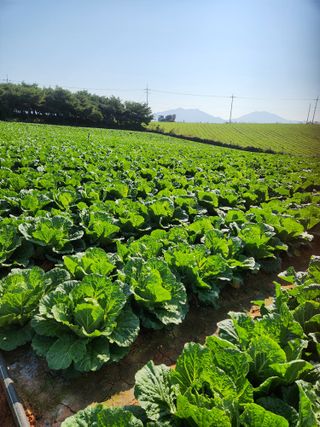 김저팔계님의 배추 · 영농일지 작성글 사진