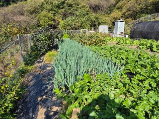 이준영님의 기타작물 · 영농일지 작성글 사진