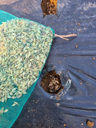 이진기님의 파 · 영농일지 작성글 사진