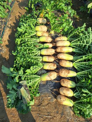 코알라님의 기타작물 · 영농일지 작성글 사진