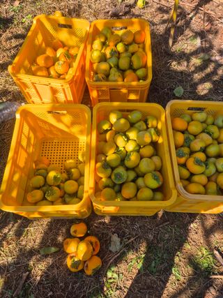 최진일님의 감 · 영농일지 작성글 사진