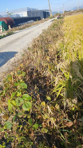 김광신님의 기타작물 · 영농일지 작성글 사진