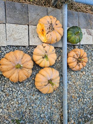 장산님의 고구마 · 영농일지 작성글 사진