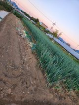 팜모닝 파·영농일지 게시글 이미지