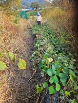 팜모닝 고구마·영농일지 게시글 이미지