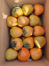 팜모닝 감·영농일지 게시글 이미지