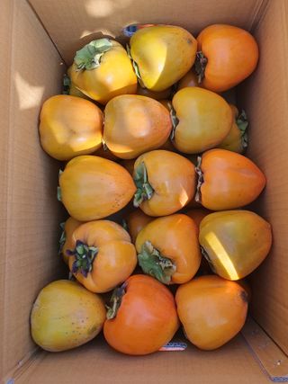 서선옥님의 감 · 영농일지 작성글 사진