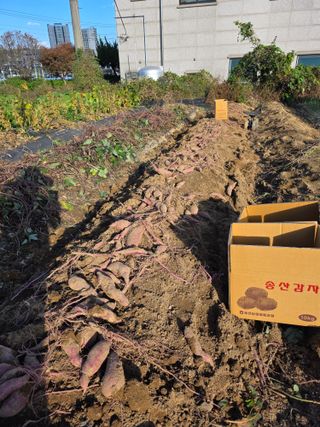 이진기님의 파 · 영농일지 작성글 사진