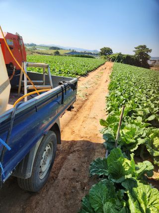 김저팔계님의 배추 · 영농일지 작성글 사진