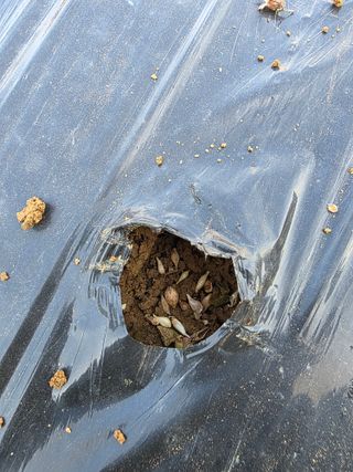 이진기님의 파 · 영농일지 작성글 사진