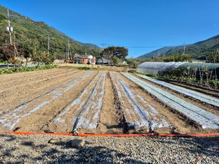 김명웅님의 마늘 · 영농일지 작성글 사진