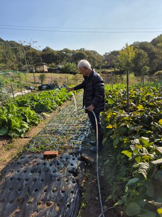 이준영님의 기타작물 · 영농일지 작성글 사진