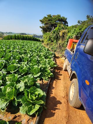 김저팔계님의 배추 · 영농일지 작성글 사진