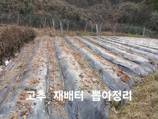 안승호님의 들깨 · 영농일지 작성글 사진