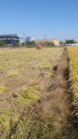 팜모닝 벼·영농일지 게시글 이미지