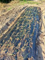 팜모닝 기타작물·영농일지 게시글 이미지