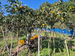 최진일님의 감 · 영농일지 작성글 사진