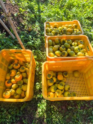 최진일님의 감 · 영농일지 작성글 사진