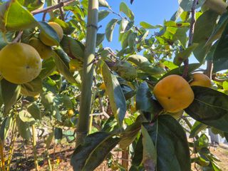 최진일님의 감 · 영농일지 작성글 사진