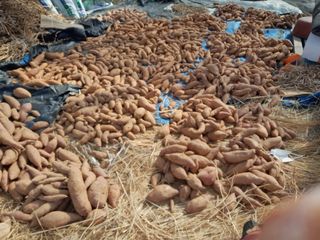 김영례님의 기타작물 · 영농일지 작성글 사진